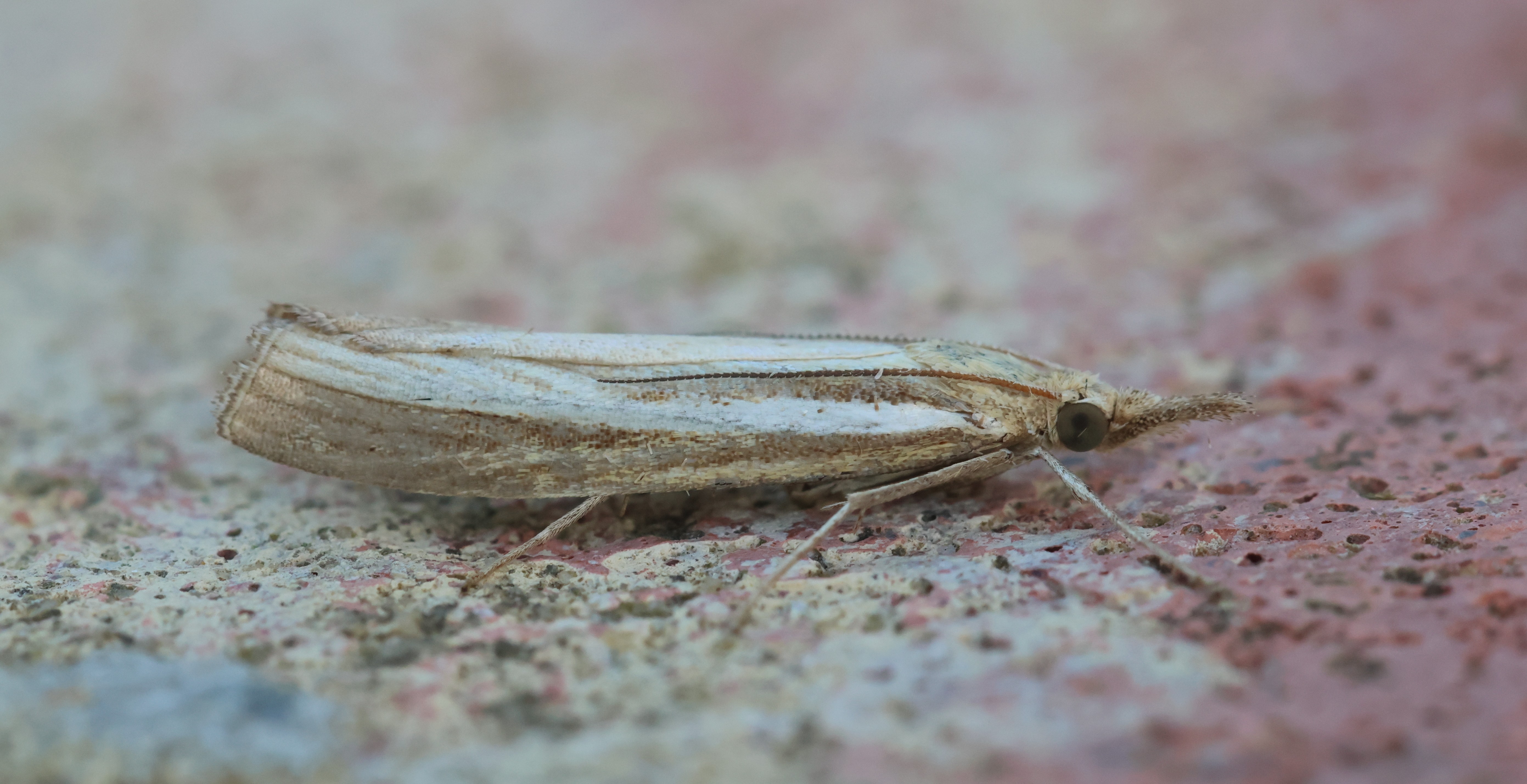 Photo of Common Grass-veneer (Agriphila tristella)